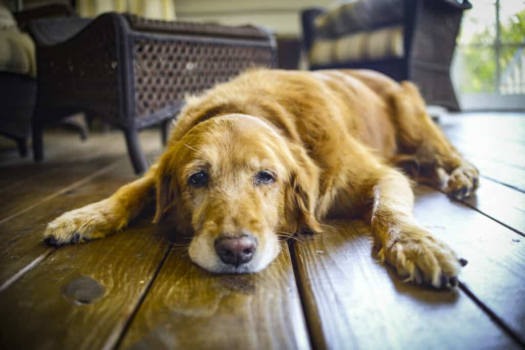 Cane sdraiato sul pavimento che non vuole muoversi.