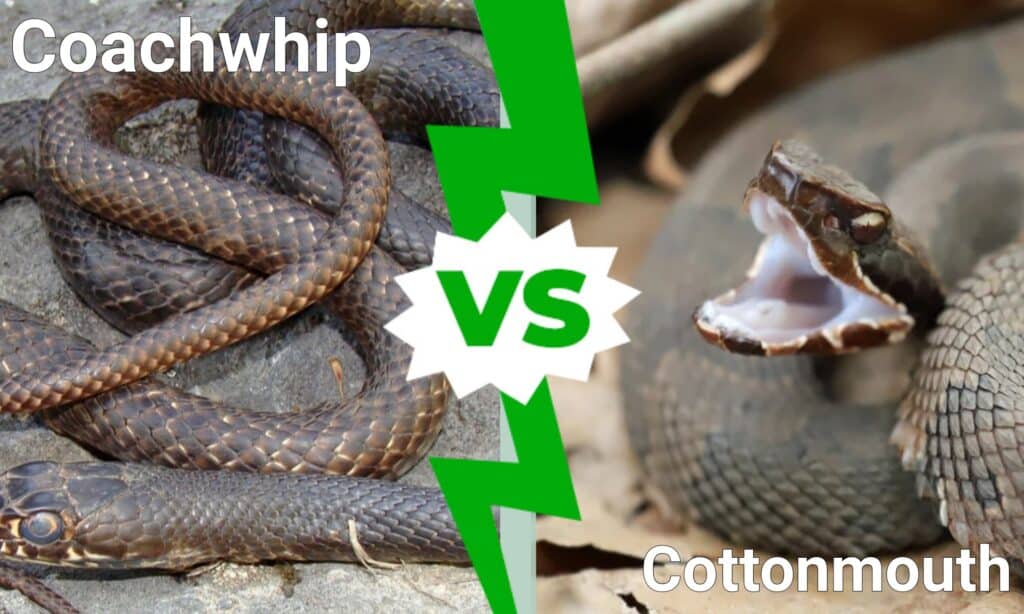 Coachwhip contro Cottonmouth