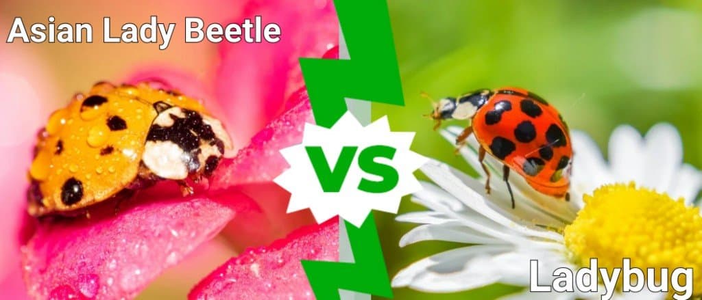 coccinella asiatica vs coccinella