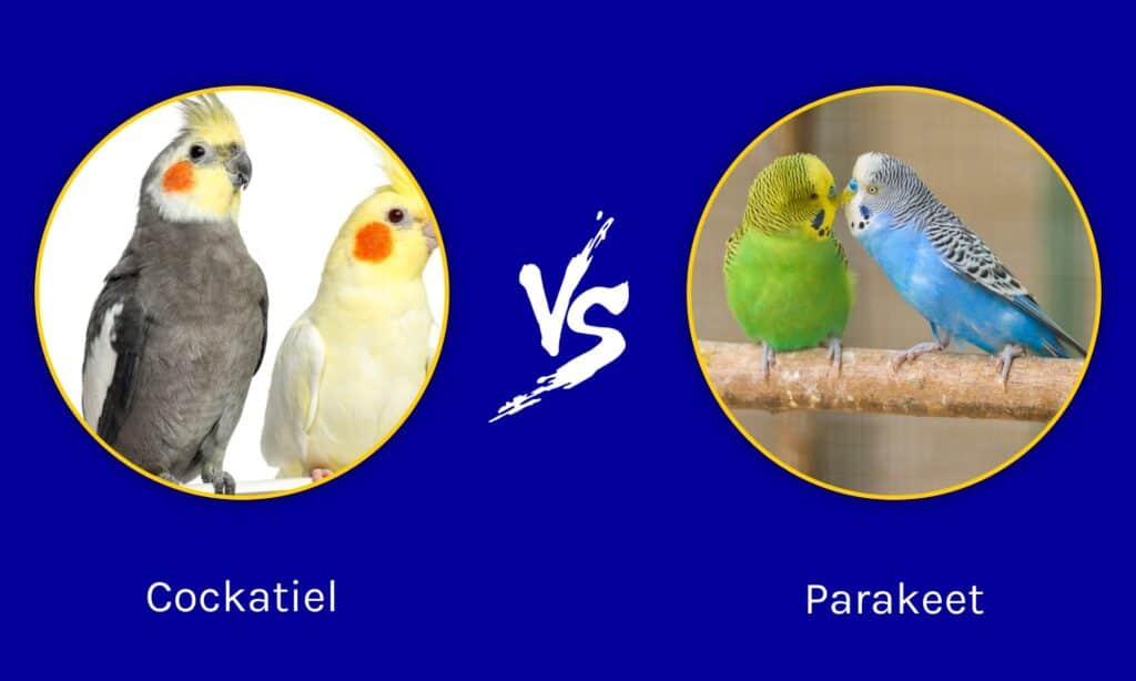 Cockatiel contro Parrocchetto