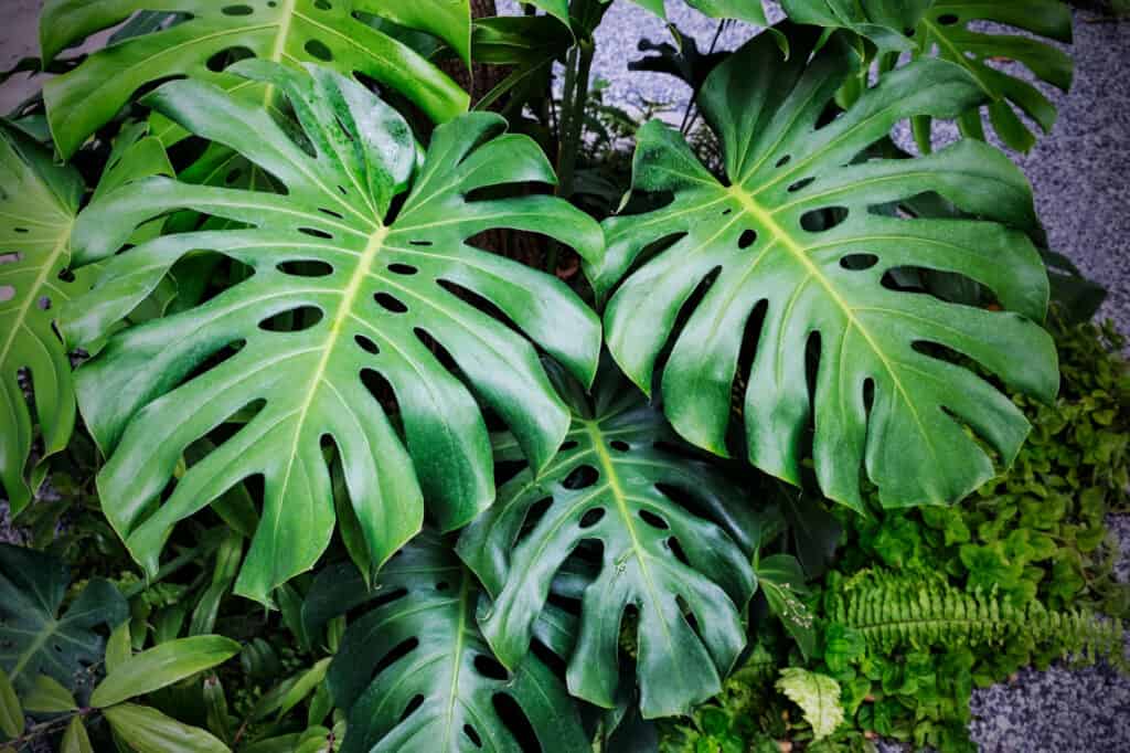 monstera all'aperto