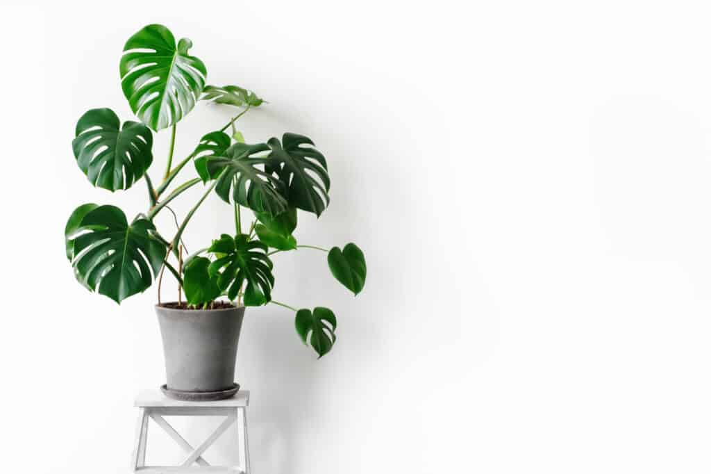 Rinvasare una Monstera