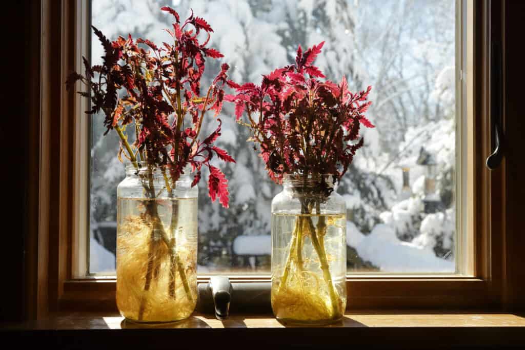 Propagazione per talee di coleus