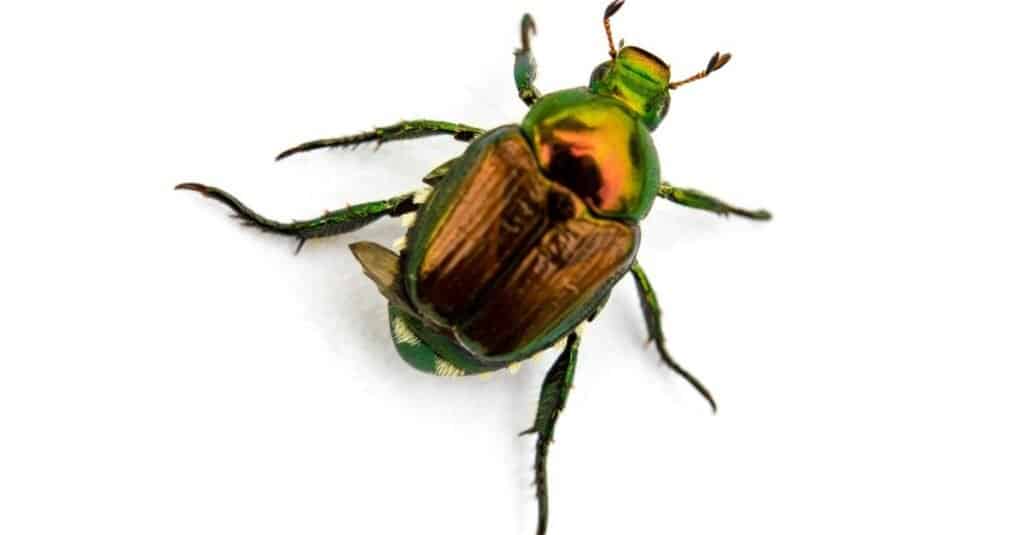 Coleottero giapponese Popillia japonica isolato su uno sfondo bianco