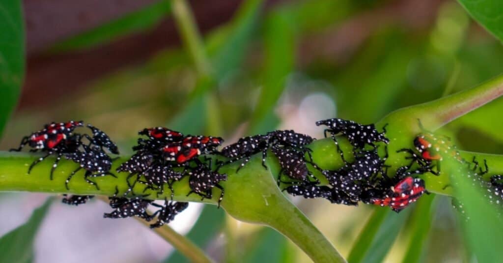 Un invasore alieno ha avvistato delle lanterne che mangiavano piante