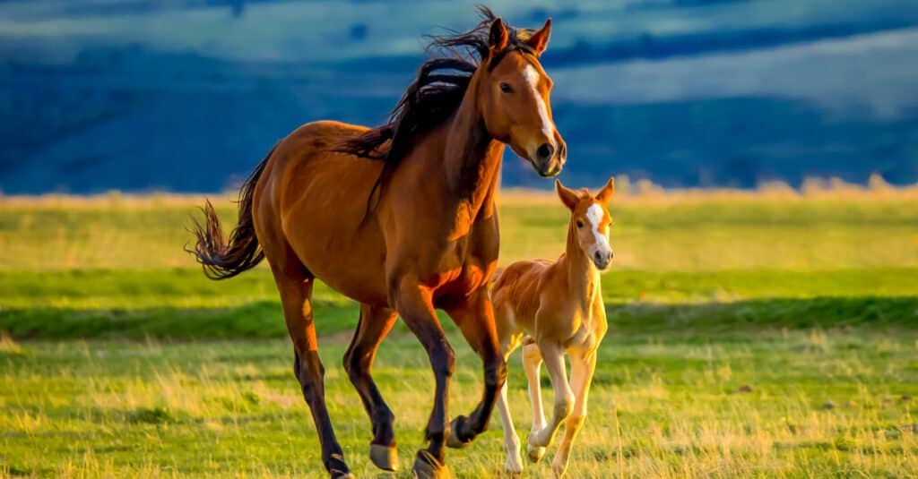 Cucciolo di cavallo - puledro e adulto