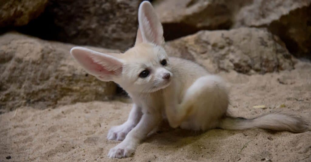ritratto di volpe fennec bambino