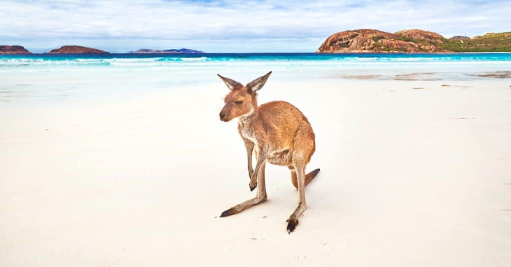 baby-canguro-sulla-spiaggia