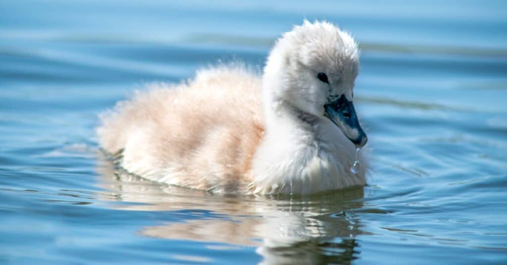primo piano del cigno del bambino