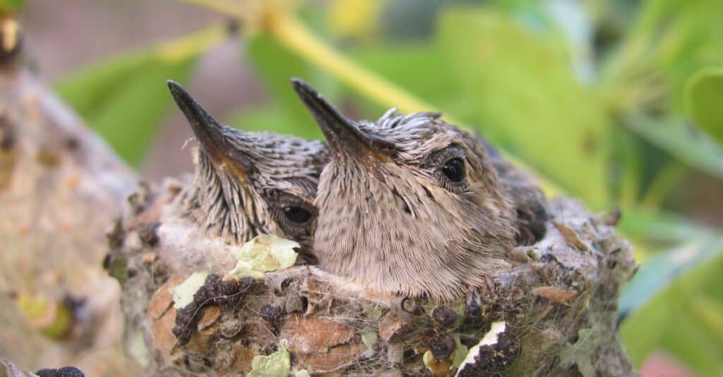 pulcini di colibrì