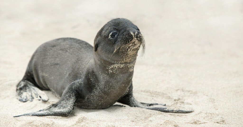 baby-foca-sulla-spiaggia