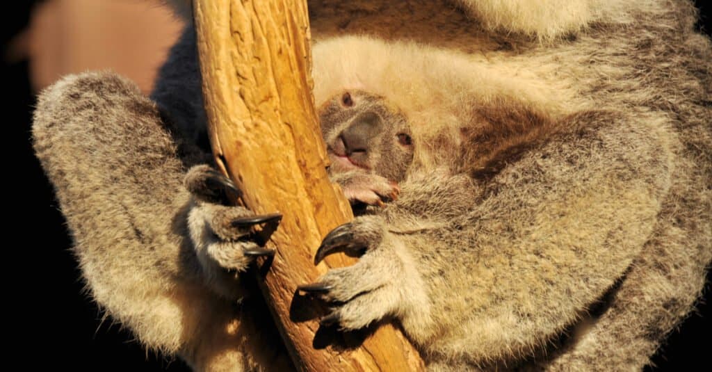 koala joey nel marsupio
