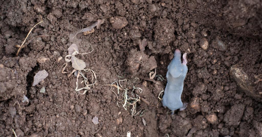Baby Mole - Cucciolo