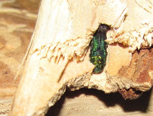 Come puoi sapere se hai i trivellatori di cenere di smeraldo?
