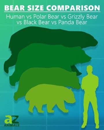 confronto delle dimensioni dell'orso orso nero orso polare orso panda orso grizzly