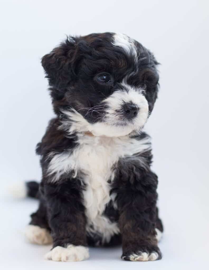 Cucciolo di Bernedoodle