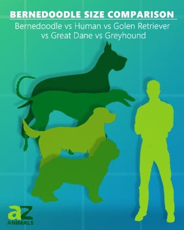 Confronto delle dimensioni di Bernedoodle golden retriever alano levriero