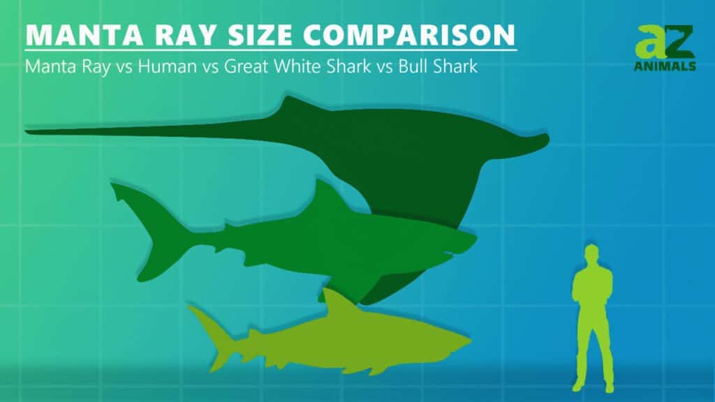 Confronto delle dimensioni della manta: grande squalo bianco umano squalo toro