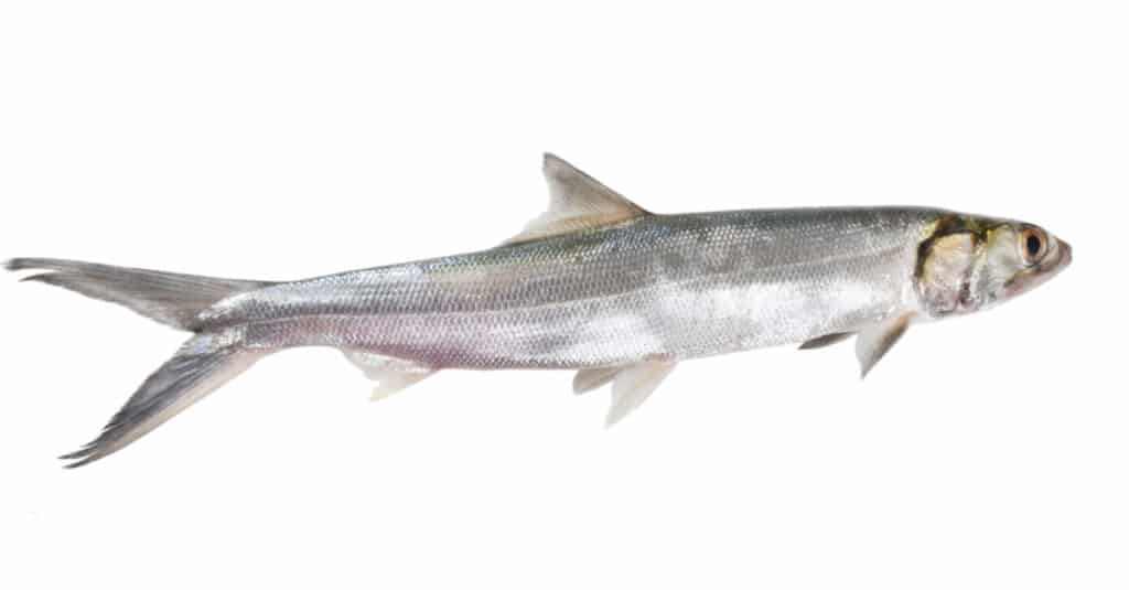 Cosa Mangiano Le Ladyfish - Ladyfish Isolato