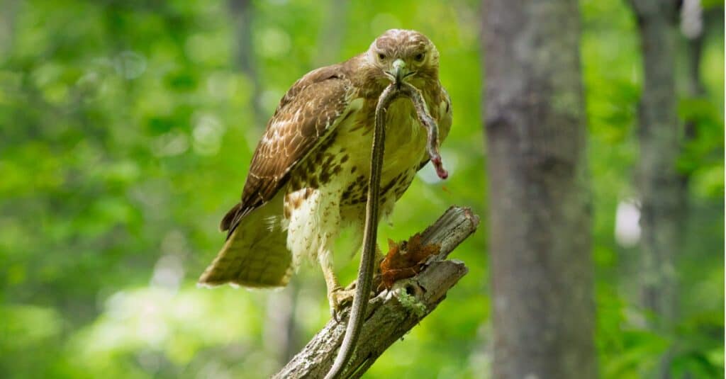 falco-coda-rossa-con-serpente-giarrettiera-nel-becco