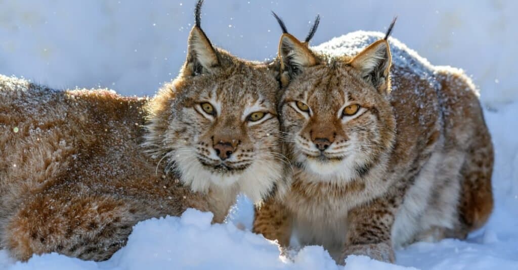 Cosa mangia la lince?