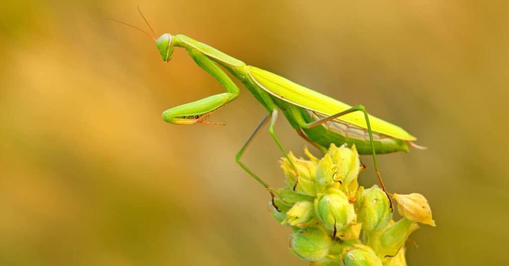 Animali che usano il mimetismo – mantide