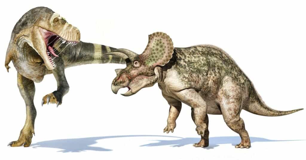 Triceratops vs T-Rex: resa dei conti