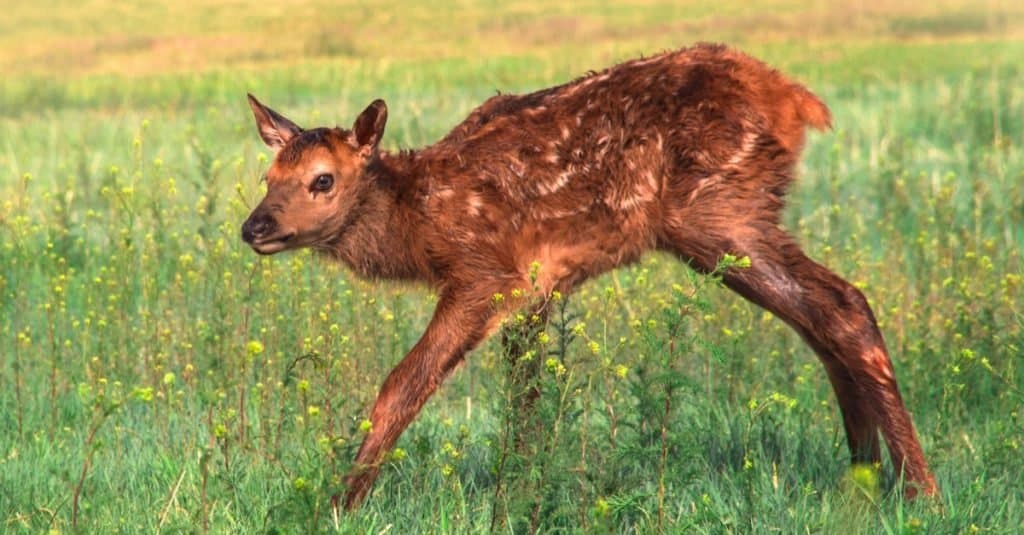 Un cucciolo di alce appena nato prova per la prima volta le sue zampe traballanti.