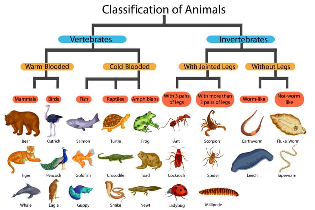 Regno Animalia