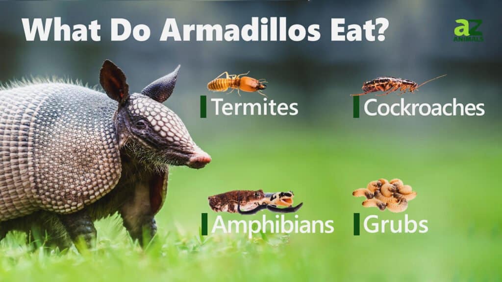 Cosa mangiano gli armadilli