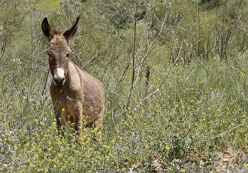 Un asino nella Riserva della Biosfera di Dana, in Giordania