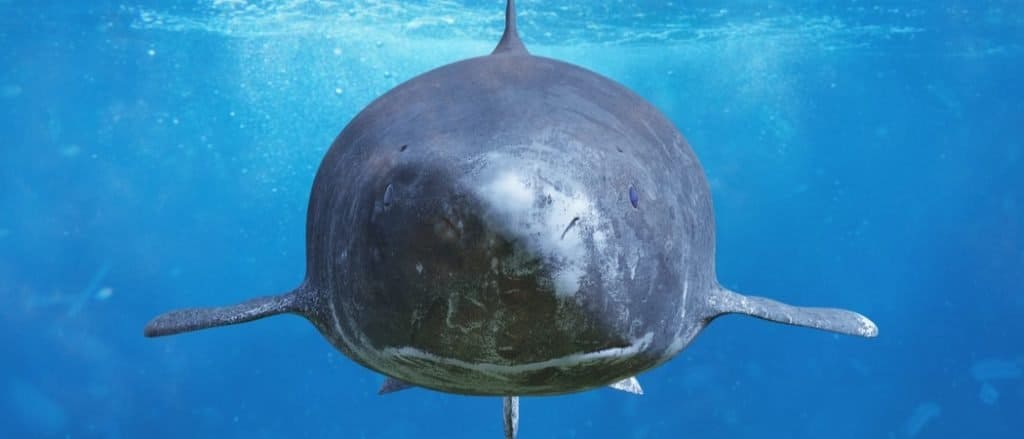 Cosa mangiano gli squali della Groenlandia: primo piano dello squalo della Groenlandia