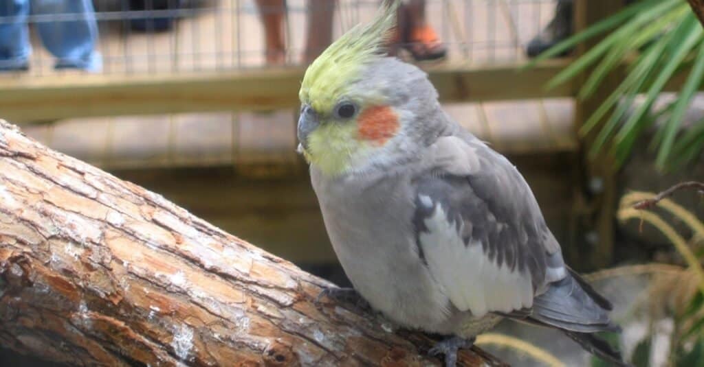 Cockatiel seduto su un ramo nella sua gabbia.