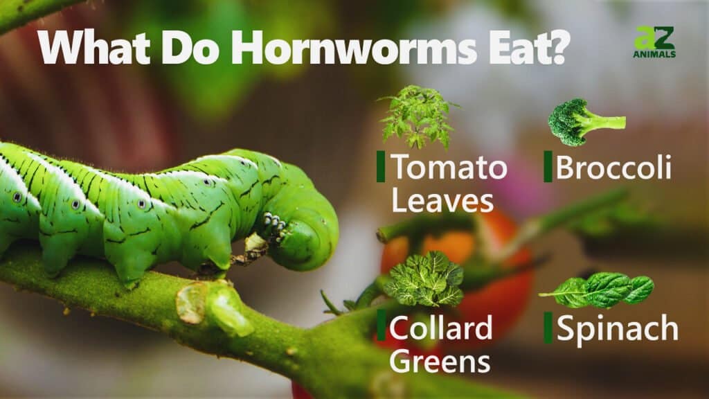Cosa mangiano i Hornworms