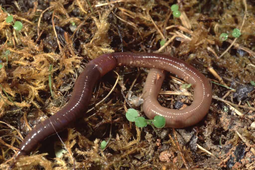 Lombrico comune Nightcrawler (Lumbricus Terrestris)