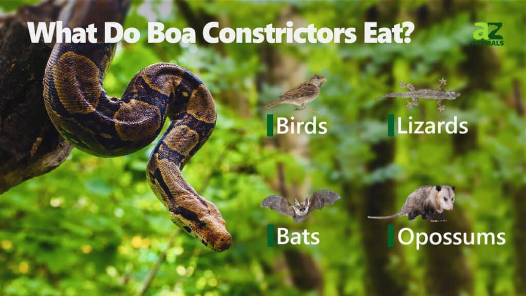 Cosa mangiano i boa constrictor
