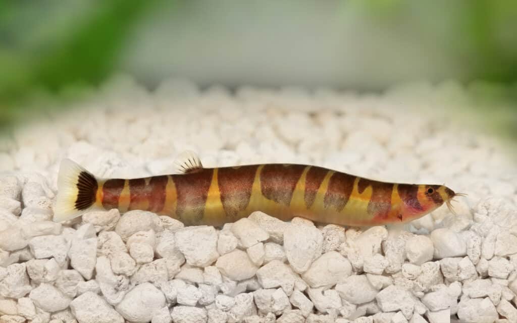 Cobite di Kuhli
