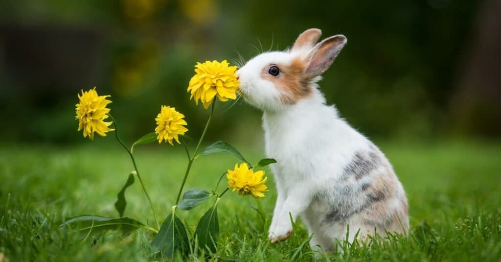 Animali di supporto emotivo