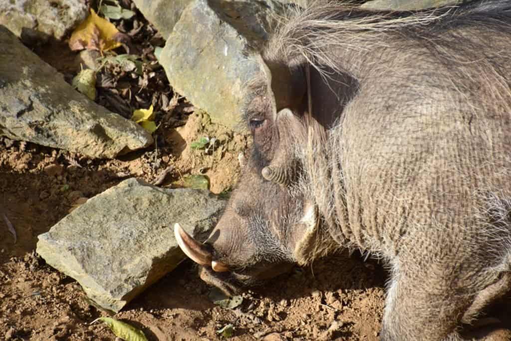 Cosa mangiano i facoceri?  - facocero allo zoo