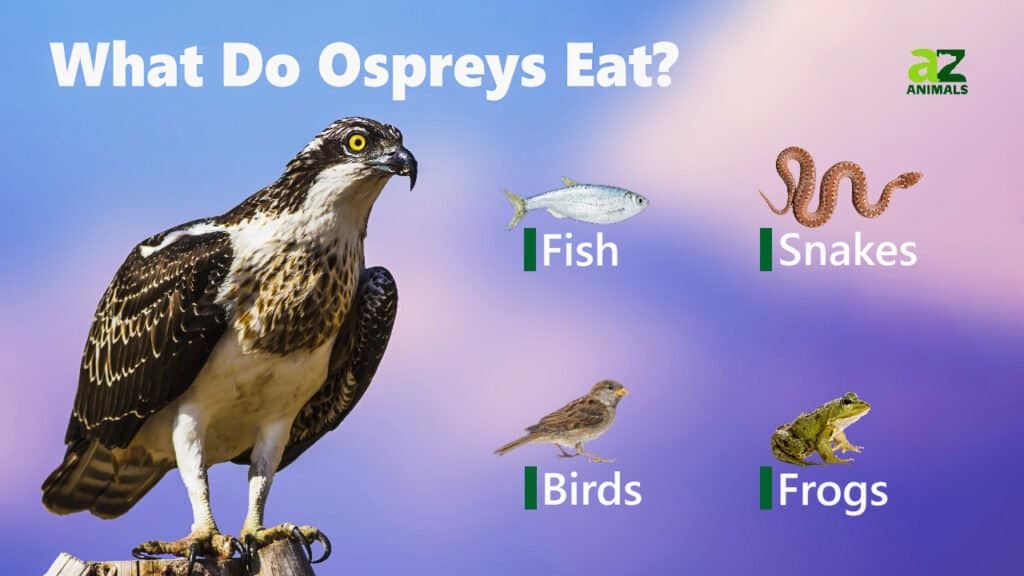 Cosa mangiano i falchi pescatori