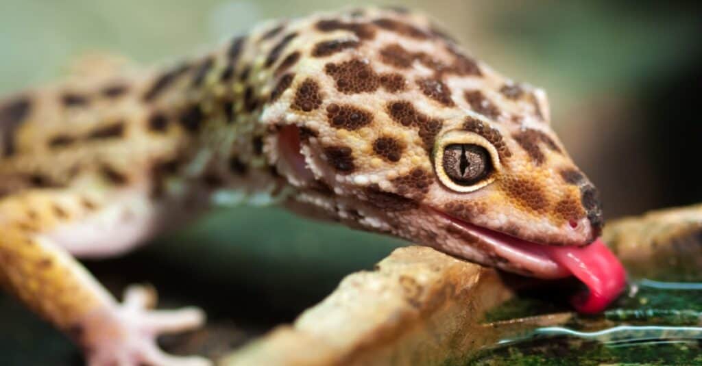 leopardo-geco-acqua-potabile