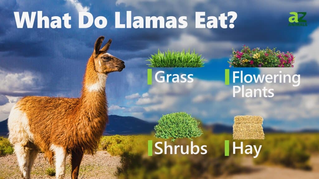 Cosa mangiano i lama
