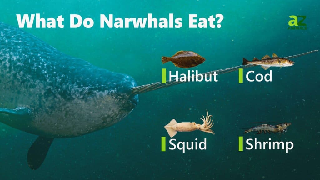 Cosa mangiano i narvali