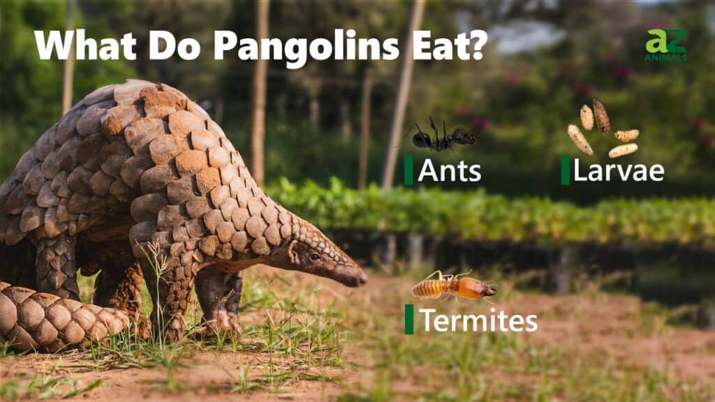 dieta del pangolino