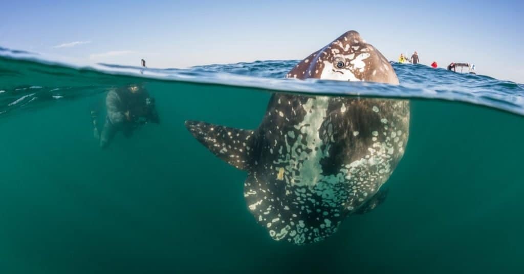 Pesce più grande: pesce luna del sud