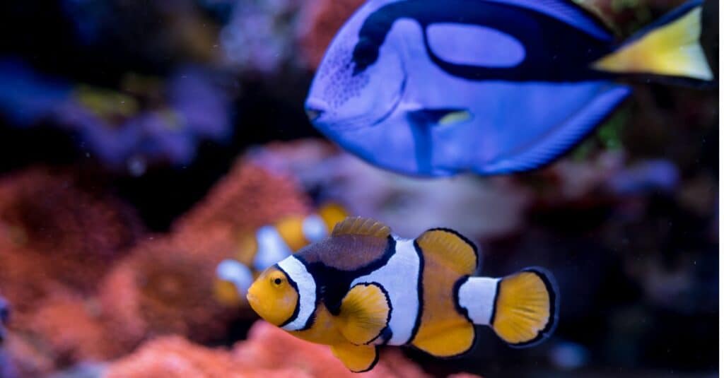 pesce pagliaccio e nuoto con linguetta blu