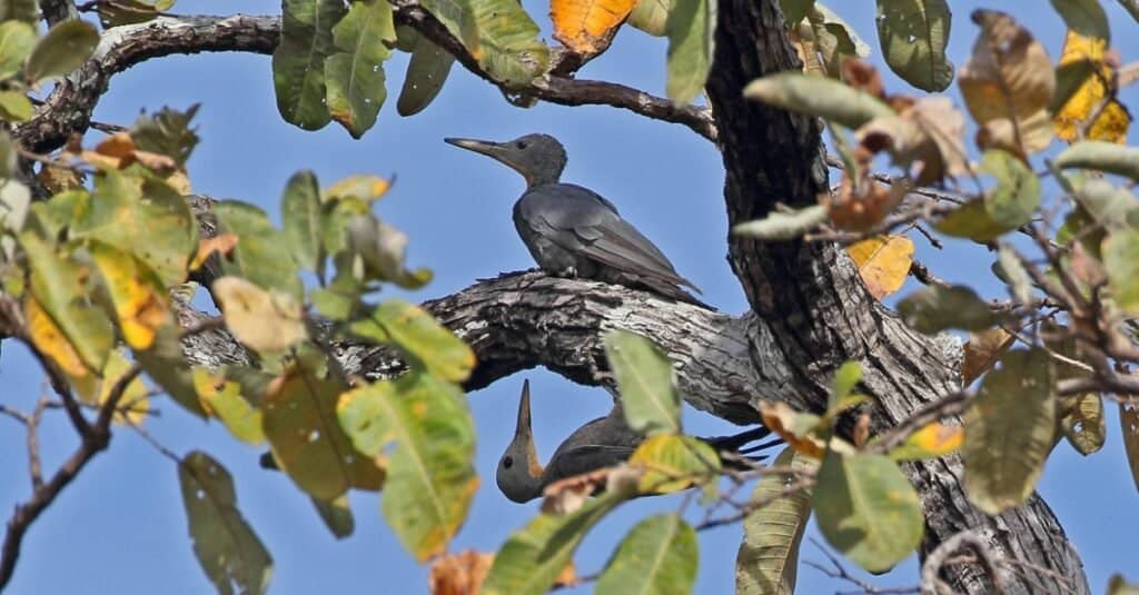 Picchi più grandi - Great Slaty