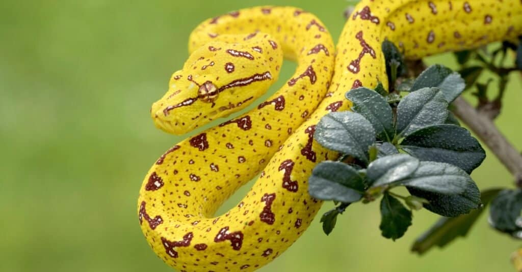 Animali che depongono le uova