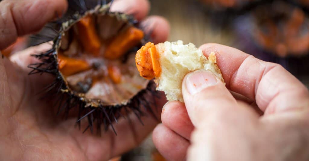 Cosa mangiano i ricci di mare - Uni 