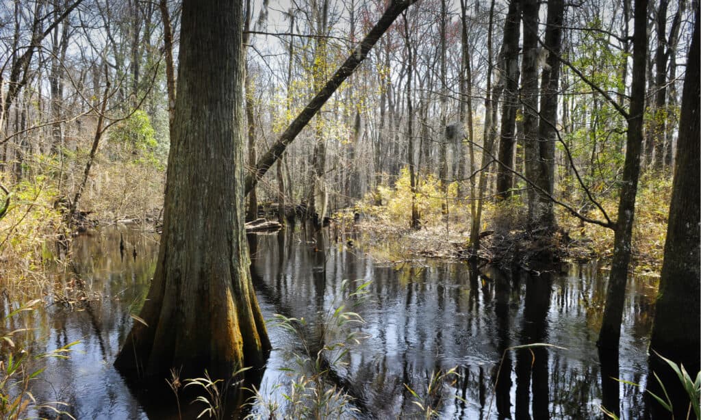 I fiumi più grandi della Carolina del Nord - Pee Dee River